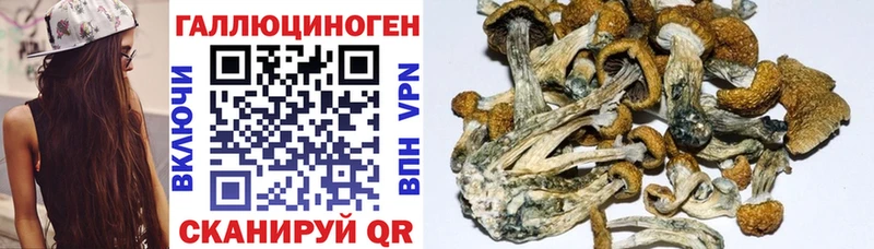 Псилоцибиновые грибы Psilocybe  Елабуга 
